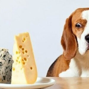 I CANI POSSONO MANGIARE IL FORMAGGIO?