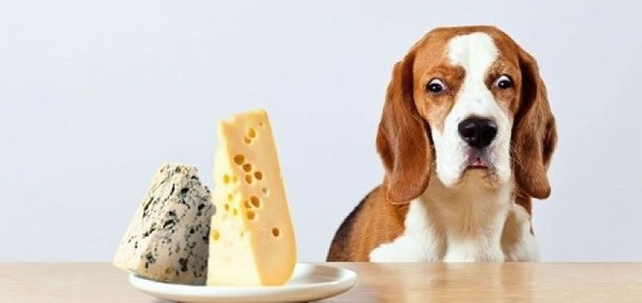 I CANI POSSONO MANGIARE IL FORMAGGIO?
