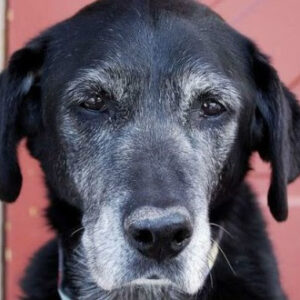 Tanti vogliono adottare un cucciolo, ma un cane adulto è un maestro di vita