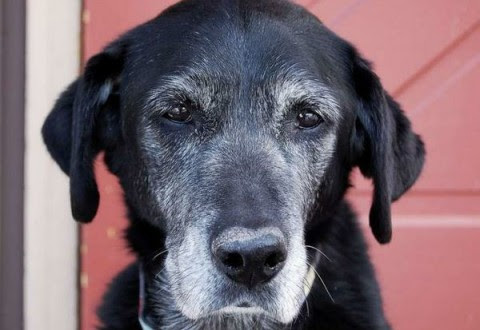 Tanti vogliono adottare un cucciolo, ma un cane adulto è un maestro di vita
