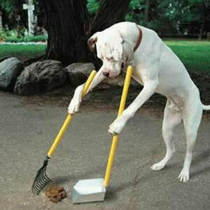 COSA SIGNIFICA APPRENDERE PER UN CANE?