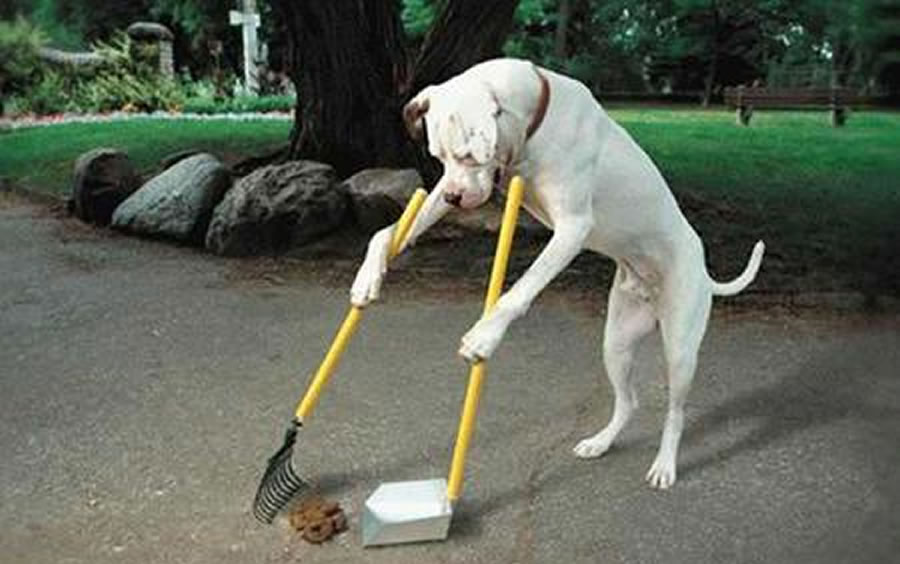 COSA SIGNIFICA APPRENDERE PER UN CANE?