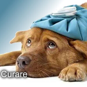 curare