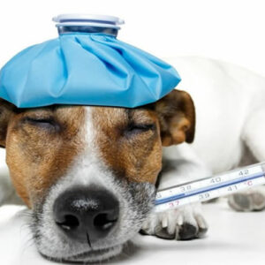 INFLUENZA DEI CANI, COME RICONOSCERLA E CURARLA