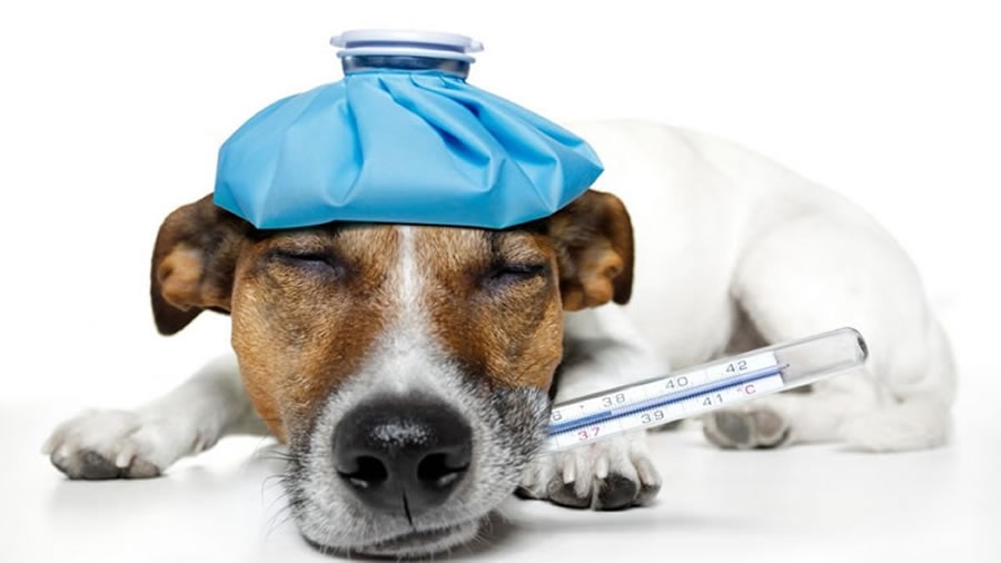 INFLUENZA DEI CANI, COME RICONOSCERLA E CURARLA