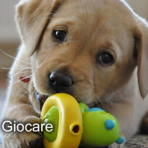 giocare