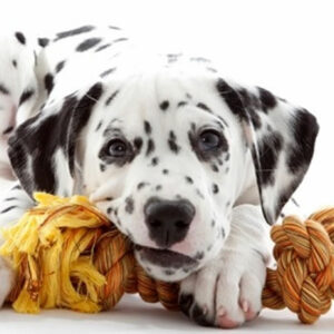 GIOCHI DI ATTIVAZIONE MENTALE PER CANI DA SVOLGERE IN CASA