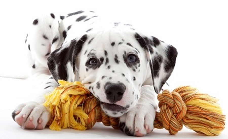 GIOCHI DI ATTIVAZIONE MENTALE PER CANI DA SVOLGERE IN CASA