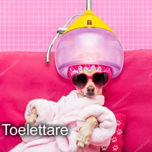 toilettare