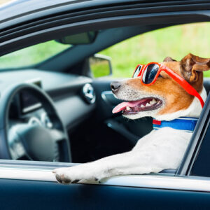 IN AUTO COL CANE – Parte 1