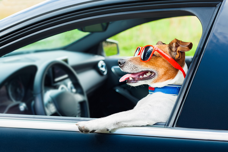 IN AUTO COL CANE – Parte 1