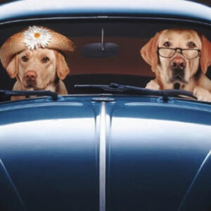 IN AUTO COL CANE – Parte 2