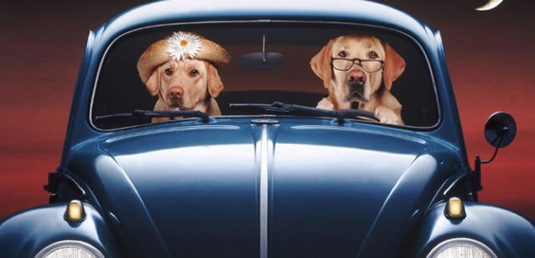 IN AUTO COL CANE – Parte 2