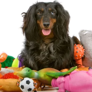 COME SCEGLIERE IL GIOCO GIUSTO PER IL TUO CANE
