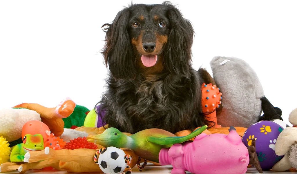 COME SCEGLIERE IL GIOCO GIUSTO PER IL TUO CANE