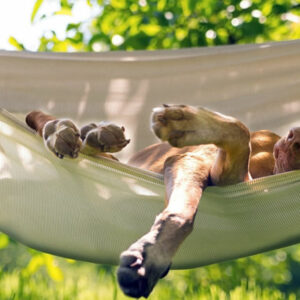 L’IMPORTANZA DEL SONNO